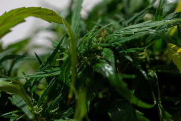 Study Structure of Marijuana leaves, Powder of Cannabis (Drugs) on a White background, For Analysis in laboratory.