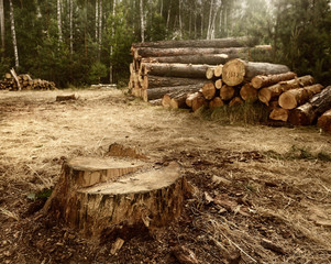Cut down trees in the forest. A huge stump from pine and felled trees in the background.