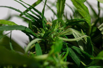 Study Structure of Marijuana leaves, Powder of Cannabis (Drugs) on a White background, For Analysis in laboratory.