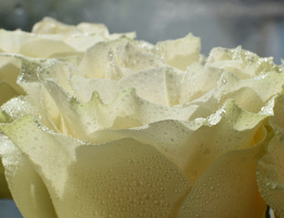  rose, pink, flowers, black, white