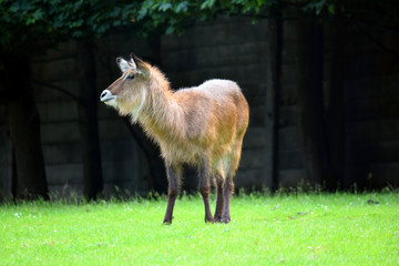 Defassa Waterbuck Kobus Ellipsiprymnus Defassa in Nature Standing