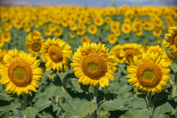 Fototapeta premium sunflower yellow flowers