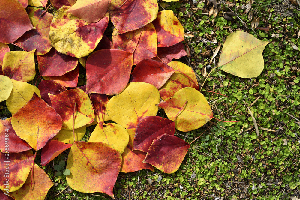 Wall mural red and yellow leaves