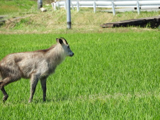 人里の二ホンカモシカ