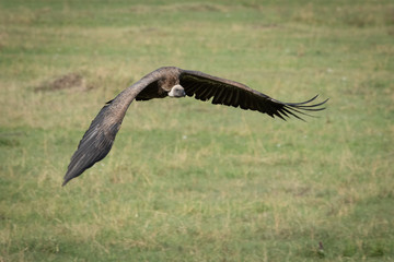 African white-backed vulture swoops low over grass