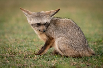Bat-eared fox sits on grass looking down