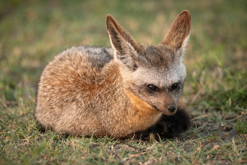 Bat-eared fox lies on grass watching camera