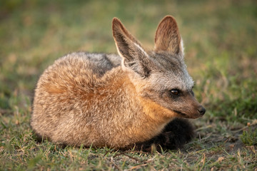 Naklejka na ściany i meble Bat-eared fox lies on grass facing right