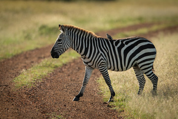 Fototapeta na wymiar Bird on plains zebra crossing dirt track