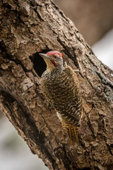 Bearded woodpecker turns from hole in tree
