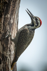 Bearded woodpecker opens beak on tree trunk