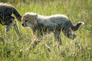 Backlit cheetah cub crosses grassland with sibling