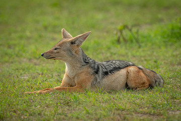 Black-backed jackal lies in grass facing left