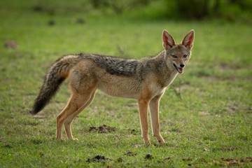 Black-backed jackal stands in grass eyeing camera