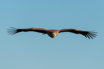 African white-backed vulture soars in blue sky