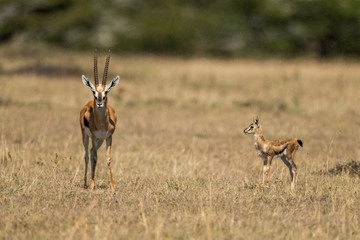 Baby Thomson gazelle watches mother eyeing camera