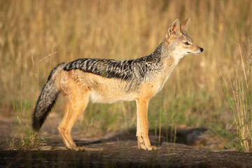 Fototapeta na wymiar Black-backed jackal stands in sunshine in profile