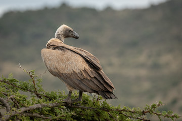 African white-backed vulture stands on thorn tree