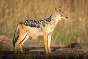Fototapeta na wymiar Black-backed jackal stands in sunshine staring ahead