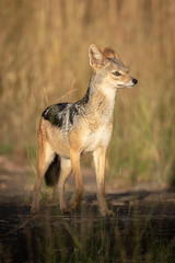 Black-backed jackal stands lifting paw in sunshine