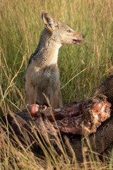Black-backed jackal sits by carcase in grass