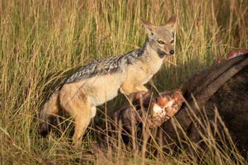 Black-backed jackal stands by carcase scanning horizon