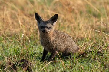 Bat-eared fox sits facing camera in grass