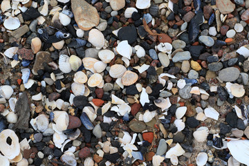 lot of pebbles an shells on the beach