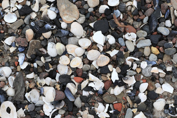 lot of pebbles an shells on the beach