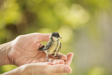 Obraz premium Lonely titmouse nestling in hands