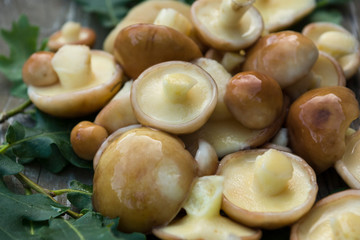 Boletus mushrooms (Suillaceae). Mushrooms boletus for cooking. Boletus mushrooms lie on oak leaves.