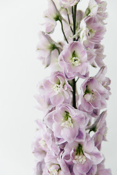 A lilac delphinium flower in full bloom.