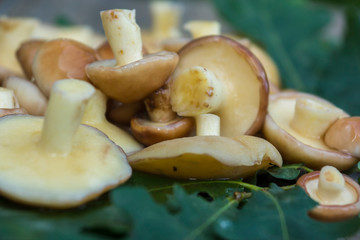 Boletus mushrooms (Suillaceae). Mushrooms boletus for cooking. Boletus mushrooms lie on oak leaves.