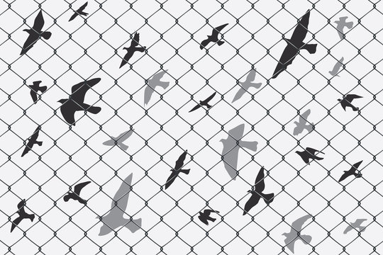 birds flying over broken barbed wire