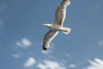 mouette en vol
