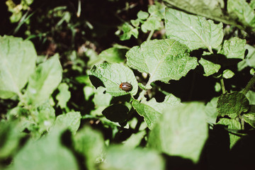 Macro photo of pests Colorado potato beetle. The Colorado potato striped beetle sitting on a cucumber leaf. Selective focus.