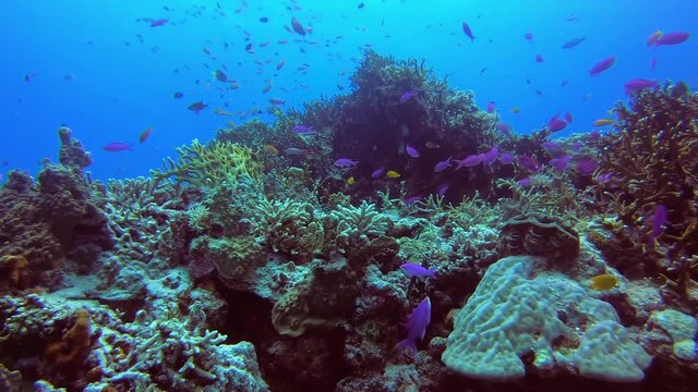 School of Purple Anthias and Lemon Damsel swimming over impressive coral reef mountain.