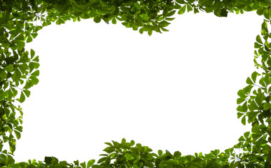 Tree Leaf Frame On White Background, Green leaves border isolated on white background
