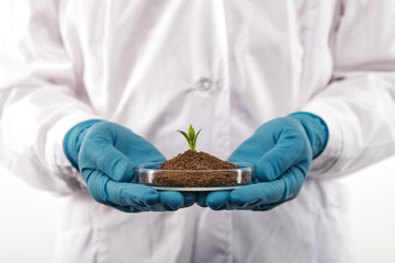 Model plant in a research lab
