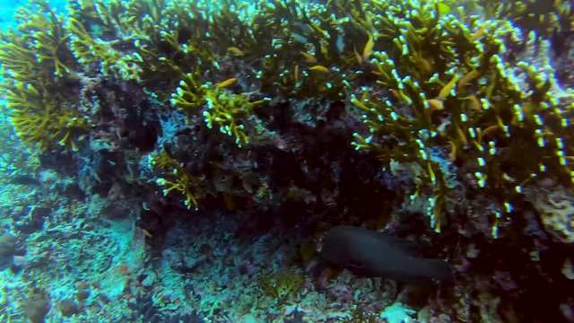 Schools of Lemon Damsel and Purple Anthias get chased by Royal Angelfish Underwater.