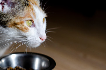 Hungry tricolor cat eat dry food. Healthy. Holistic.