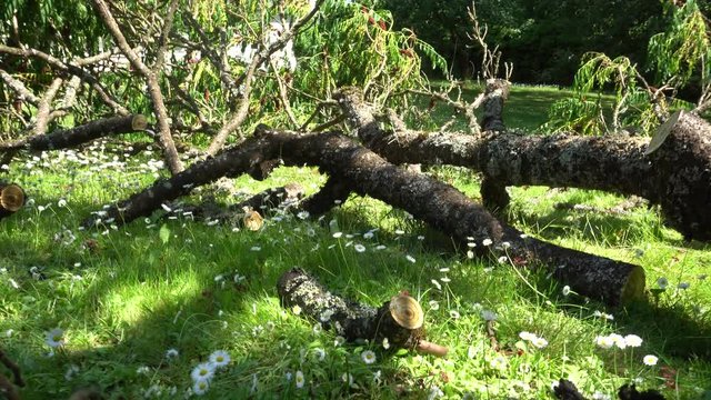 Male gardener sawing branch with chainsaw. Cleaning garden after storm. Gimbal
