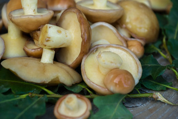 Fresh boletus mushrooms. Mushrooms boletus for cooking. Boletus mushrooms lie on oak leaves.