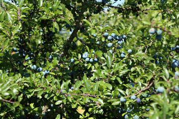 Obraz na płótnie Canvas Closeup of fruits of the natural herb blackthorn