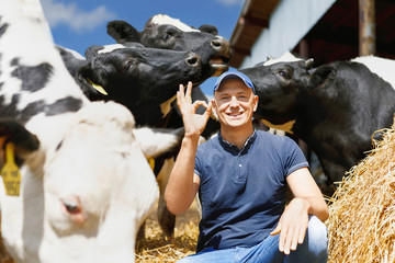 Farmer working on farm with dairy cows