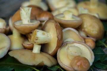 Fresh boletus mushrooms. Mushrooms boletus for cooking. Boletus mushrooms lie on oak leaves.