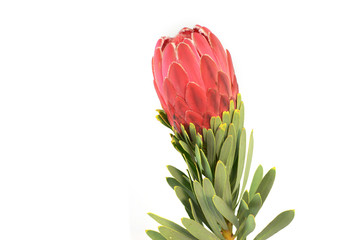Protea flowers bunch. Blooming Red King Protea Plant over white background. Extreme closeup....