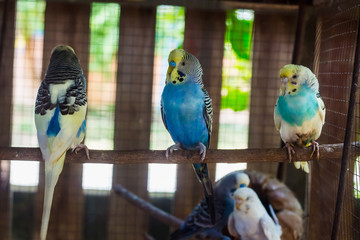 blue and yellow macaw