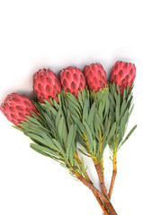 Protea flowers bunch. Blooming Red King Protea Plant over white background. Extreme closeup. Holiday gift, bouquet, buds. One Beautiful fashion flower macro shot. Valentine's Day gift