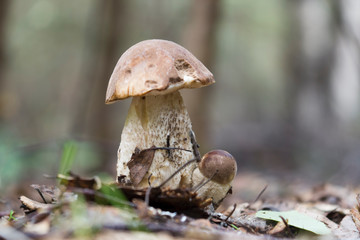 Funny mushrooms in the forest. Small and big mushroom. Boletus
